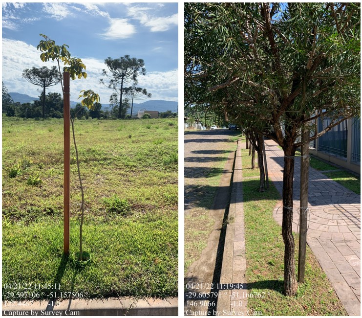 Tutores de uma estaca